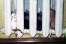 Богдан Колібко фотография #33 (источник - https://vk.com/id141212895)