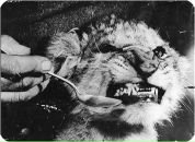 Mi Mi фотография #20 (источник - https://vk.com/id440960)