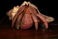 Фотография Карнауховой Олеси