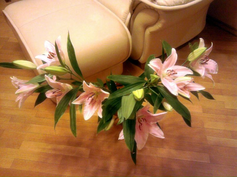 Анна Прокопенко фотография #45