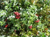 Константин Костин фотография #50 (источник - https://vk.com/id4100683)