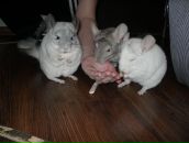 Фотография Королева Алена