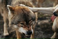 Роман Мущинкин фотография #31 (источник - https://vk.com/id20502607)