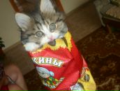 Фотография Голубь Анны