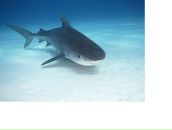 Фотография Макарова Александра