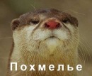 Штефко Зарічний фотография #3 (источник - https://vk.com/id136989292)