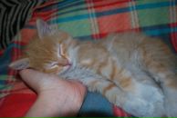 Фотография Скороходовой Марии