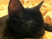 Фотография Цегельницкой Виктории