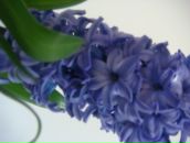 Лідія Подолей фотография #22 (источник - https://vk.com/id93000801)