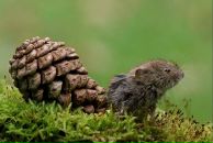 Фотография Вишняков Александр