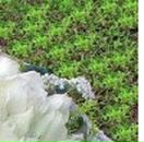 Алима Ибрагимова фотография #36 (источник - https://vk.com/id51221512)