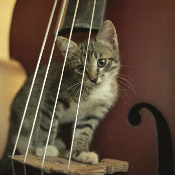 Дмитрий Румынин фото №3