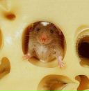 Фотография Малютина (Сухомлинова) Екатерины