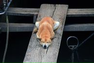 Фотография Инокентьева Алексея