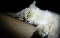 Фотография Соколовской Натальи