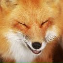 Виктор Орлов фотография #4 (источник - https://vk.com/id206461)