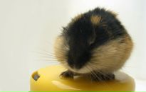 Ліза Захарчук фотография #9 (источник - https://vk.com/id163837688)