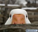 Фотография Ахрамеева Андрея