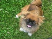 Софія Козловська фотография #12 (источник - https://vk.com/id31239202)