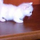 Фотография Борисова Павла