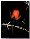 Діаночка Бакусевич фотография #23 (источник - https://vk.com/id127775077)
