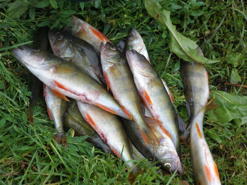 Михаил Симоненков фотография #39