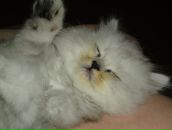 Фотография Шацковой Анны