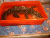 Фотография Лощихиной Евгении