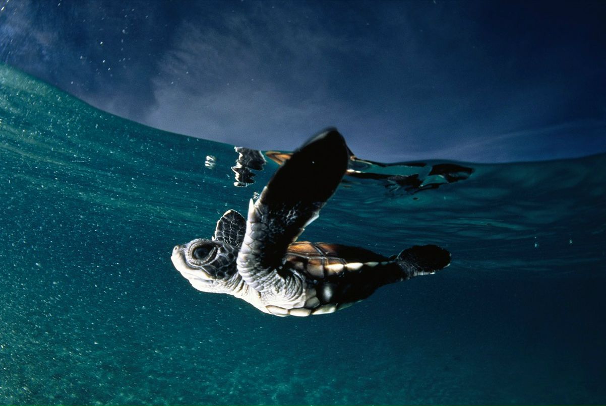 Олег Коваленко фотография #28