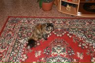 Фотография Зуборева Антона