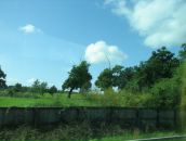 Ромул Рем фотография #39 (источник - https://vk.com/id4353335)