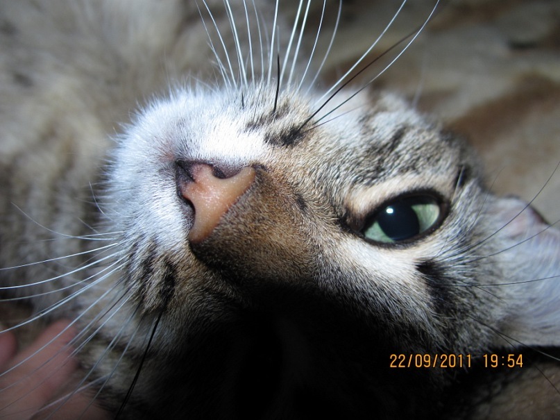 Ольга С фотография #21