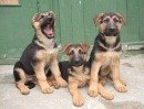Німецька Вівчарка фотография #47 (источник - https://vk.com/id169350126)