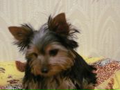 Ігор Баленко фотография #15 (источник - https://vk.com/id93853930)