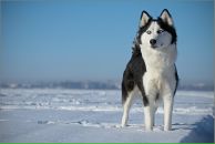 Фотография Шустовой Юлии