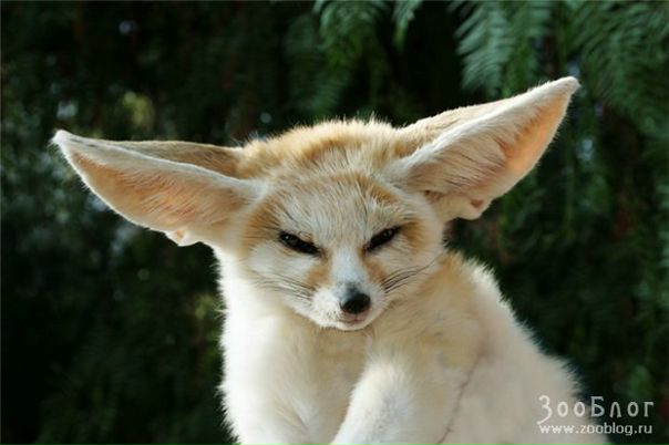 Fed Def4 фото №1