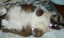 Фотография Шумаевой Виктории