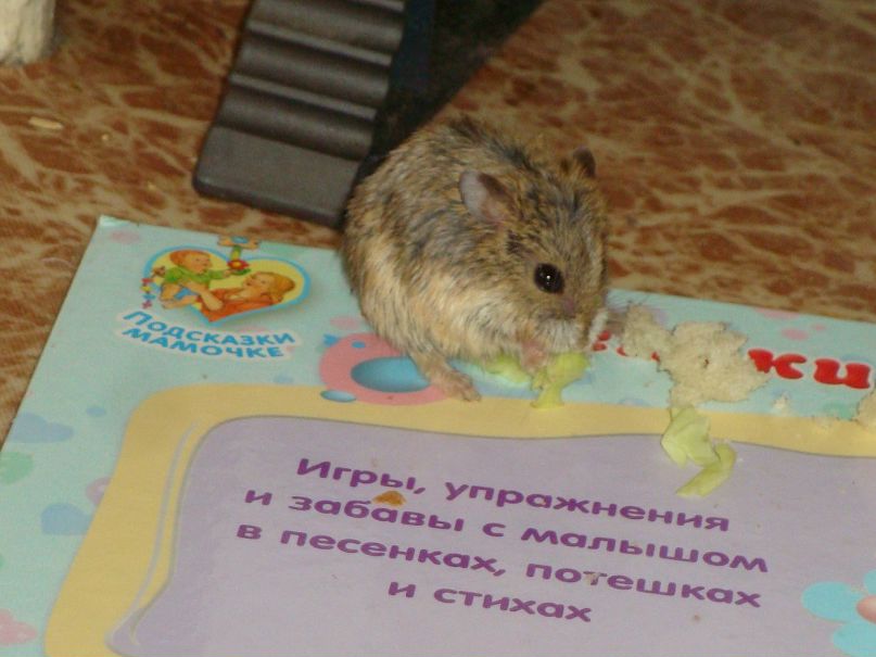 Софья Коен фотография #3