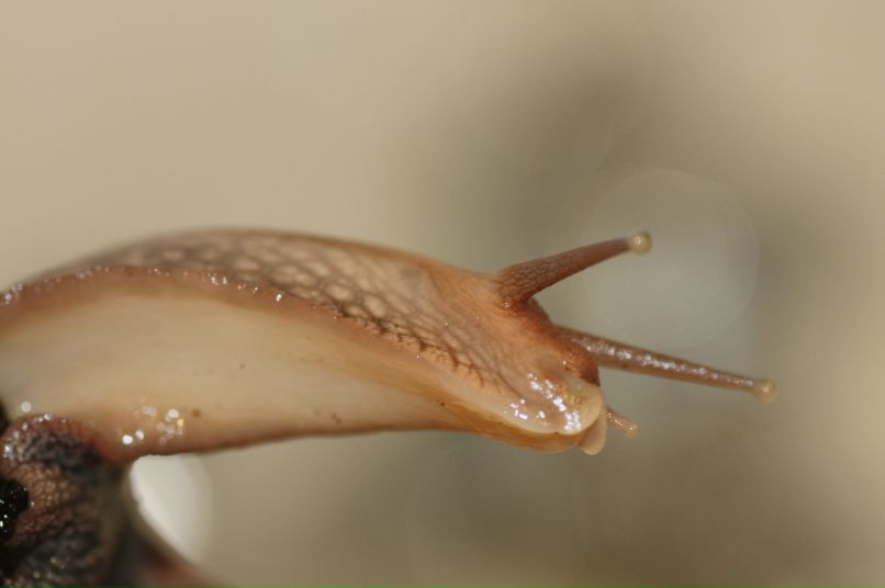 Руст Ам фотография #41