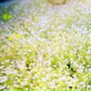 Pona_kutye Frog фотография #46 (источник - https://vk.com/id75605073)