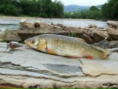 Славік Кухарський фотография #42 (источник - https://vk.com/id83026840)