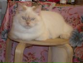 Ольга Селиванова фотография #15 (источник - https://vk.com/id878078)