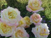 Фотография Автозапчасти Катерины