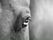 Princess ....ᵀᴹ фотография #1
