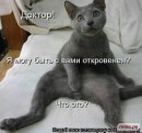 Кот =) фотография #14 (источник - https://vk.com/id89873718)