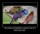 Кот =) фотография #1