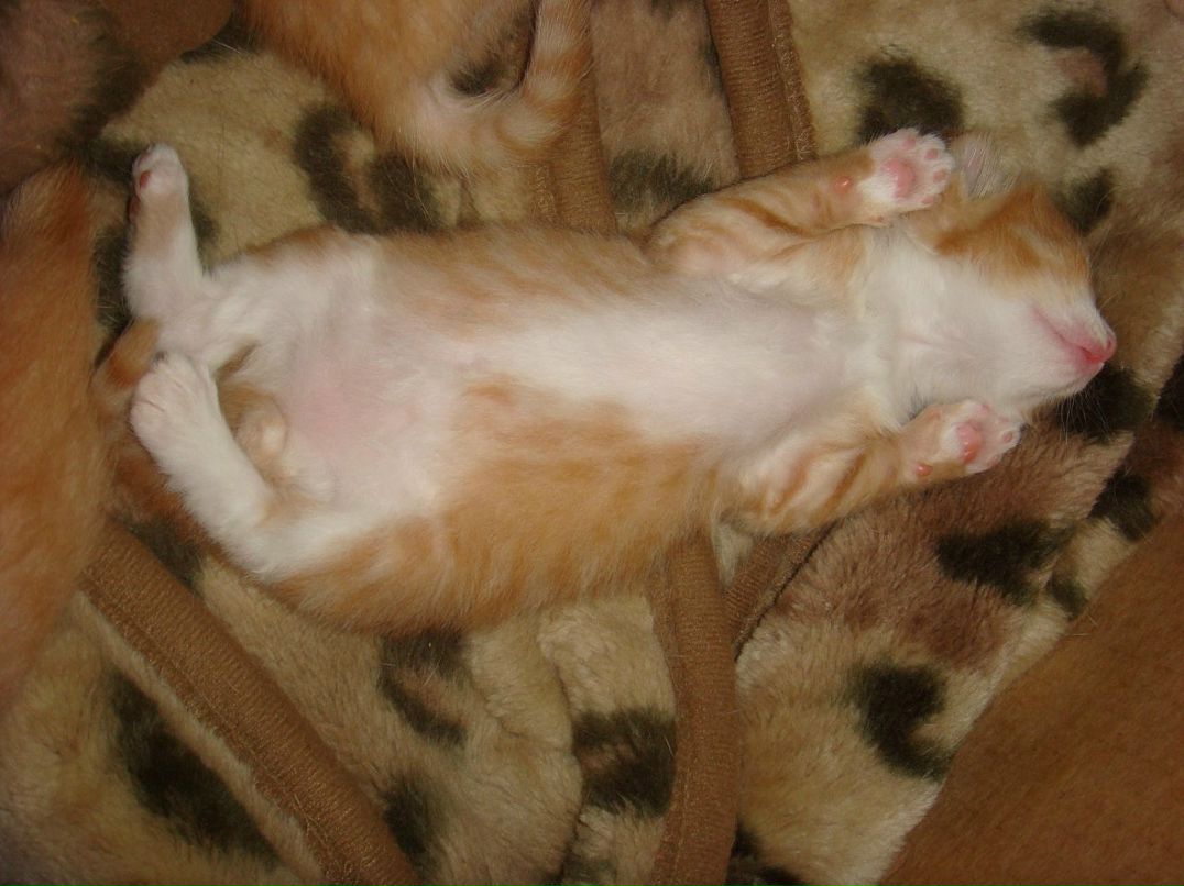 Оля Хапцова фотография #38