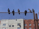 Ніна Корнат фотография #37 (источник - https://vk.com/id123230599)