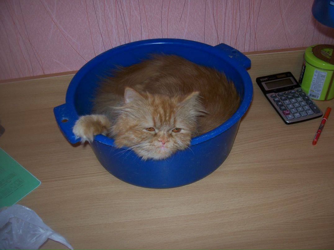 Елена Огун фотография #33