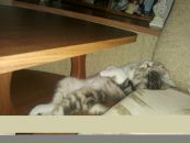 Олексій Зеленоярський фотография #3 (источник - https://vk.com/id139881135)